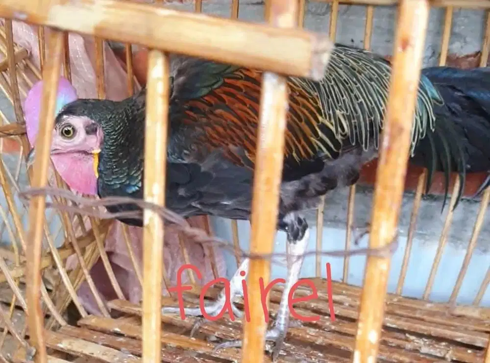 Jual ayam hutan hijau - ayam hutan hijau jinak