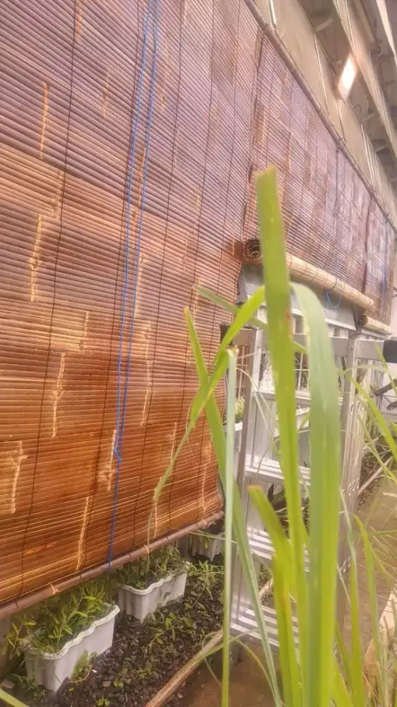 Kereii bambu wulung kulitan asli finishing pernis plituran