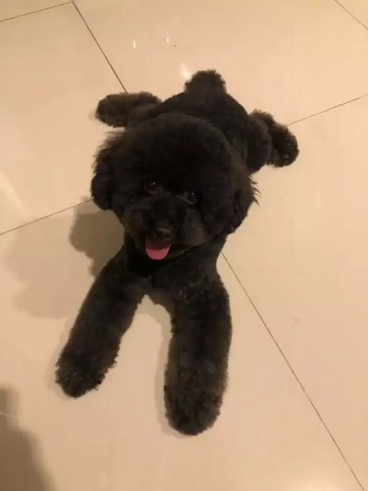 Termurah jasa grooming anjing kucing panggilan cukur bulu mandi rumah