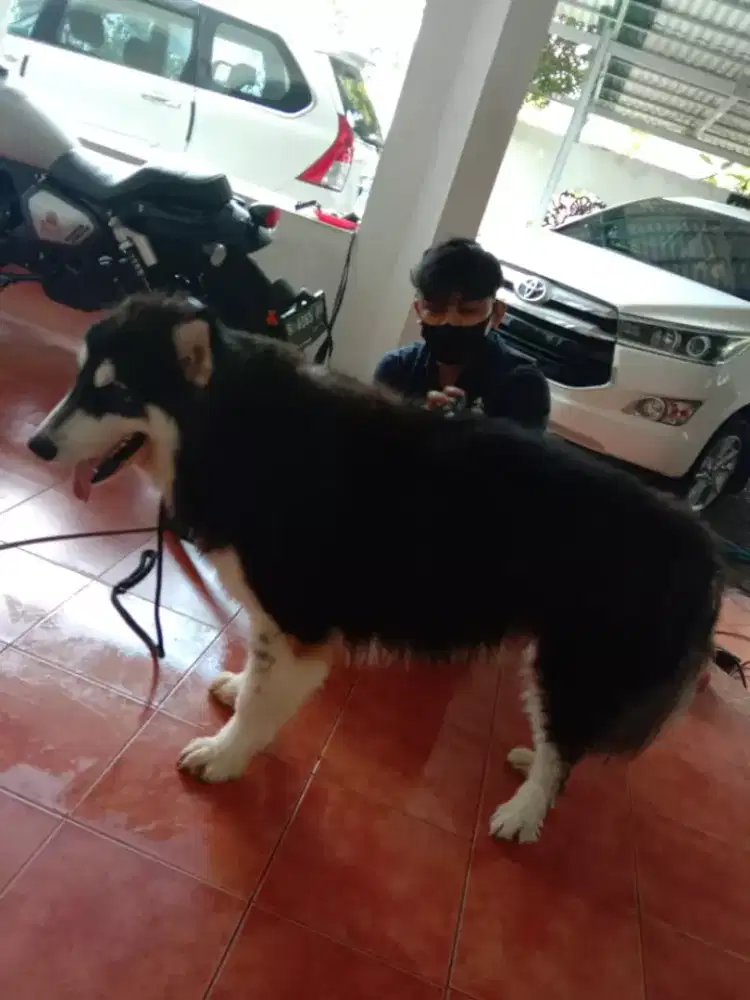 Termurah jasa grooming anjing kucing panggilan cukur bulu mandi rumah