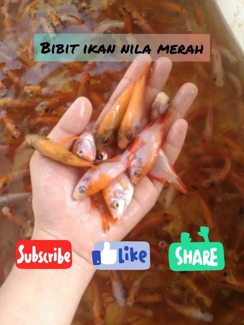 Bibit ikan nila merah sukamurni