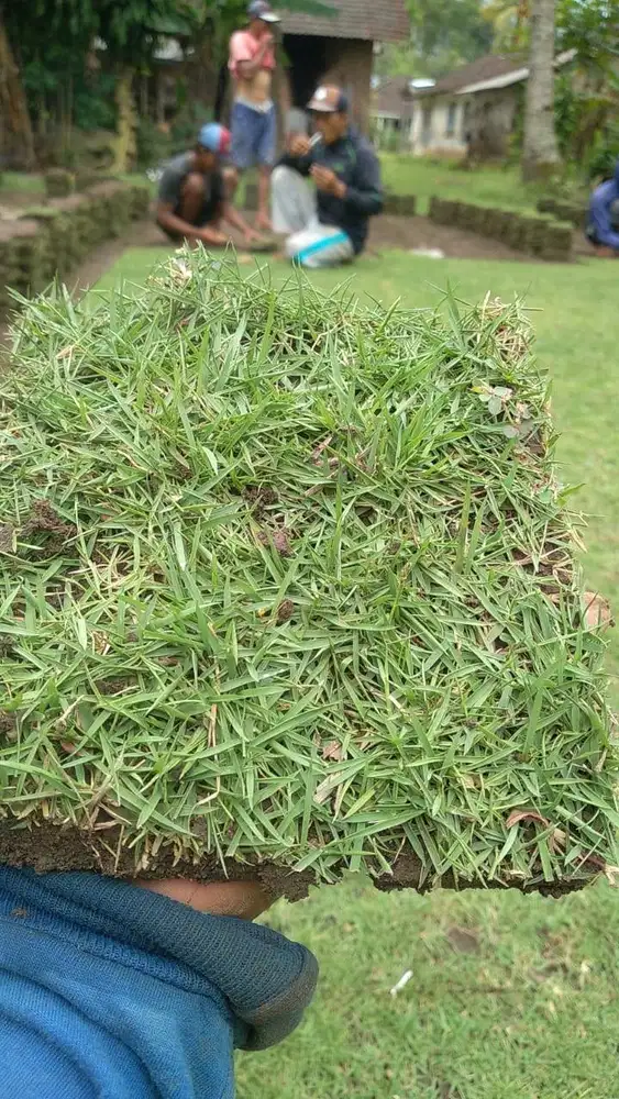 Harga terbaru rumput jepang Kota Surakarta