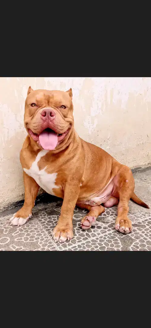 American Bully exotic Male