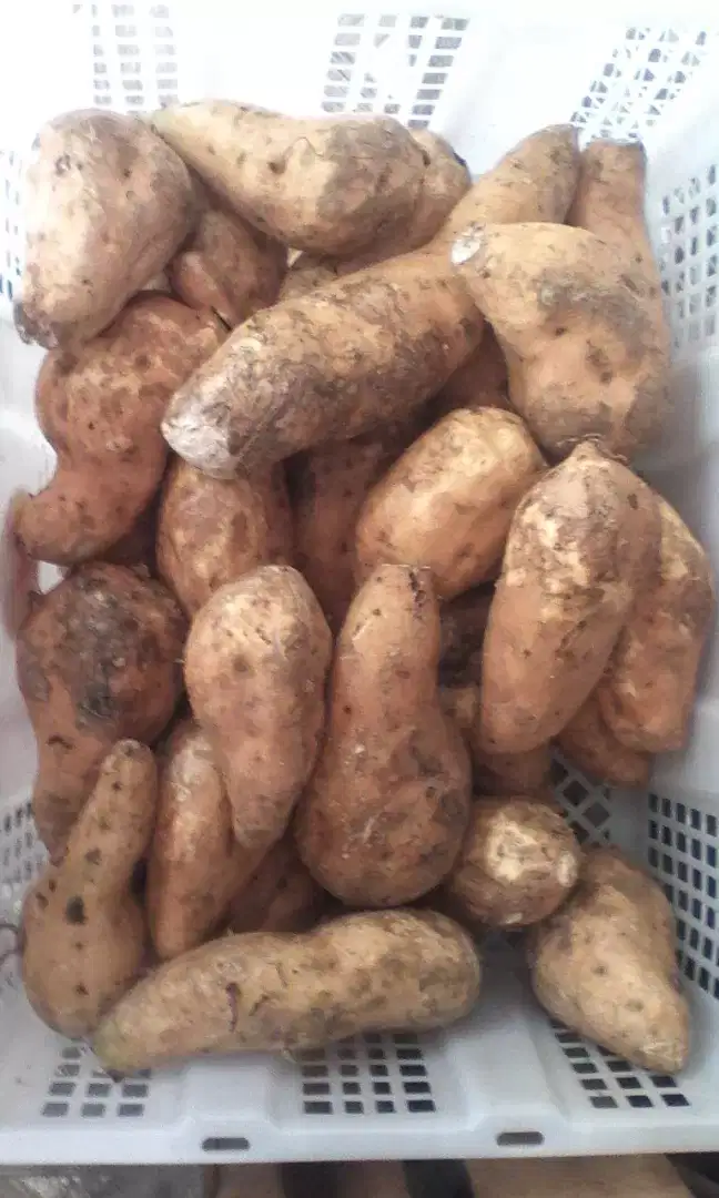 Ubi madu belum dioven Rp 20.000/kg