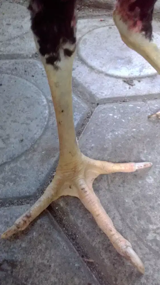 ayam jago satrio sinekti wiring kuning