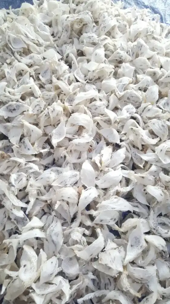 Jual Beli Sarang Burung Walet Yenwo Kotor Bersih Mangkok Super Sudut