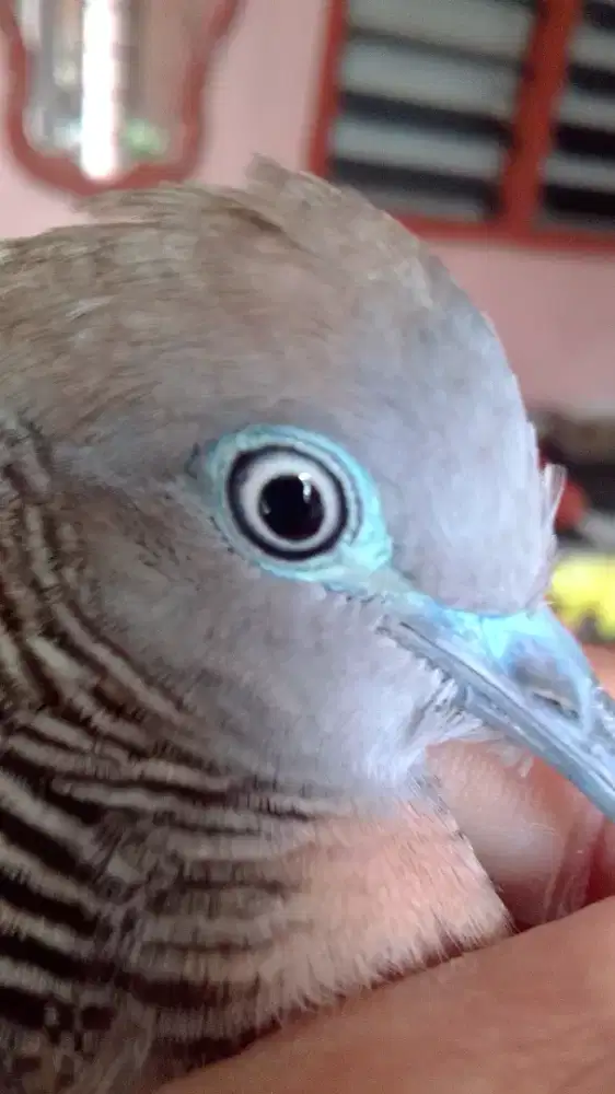 kutut lokal alam mercujiwa