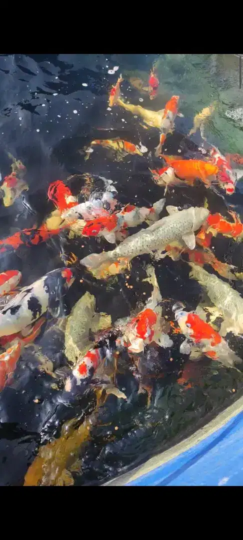 Ikan koi mix showa kohaku ukur 35-50cm grade A