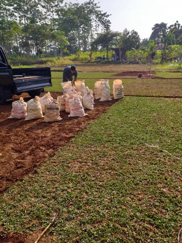 Jual rumput gajah mini rumput taman