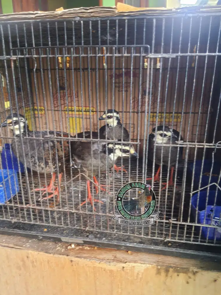 Jual puyuh gonggong jual puyuh hias