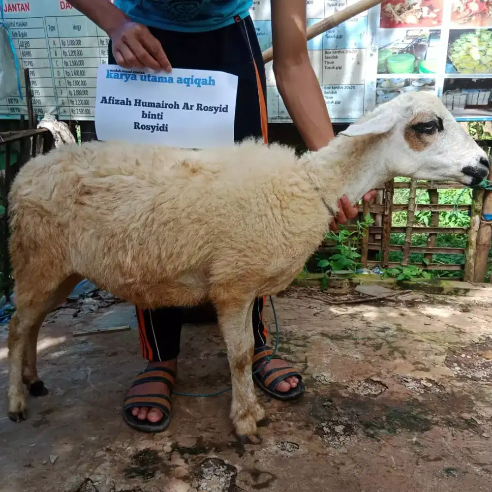 DOMBA AQIQAH TERMURAH