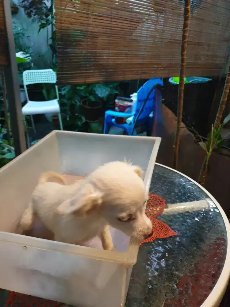 Beli 2 gratis 1 anjing mini kecil ras