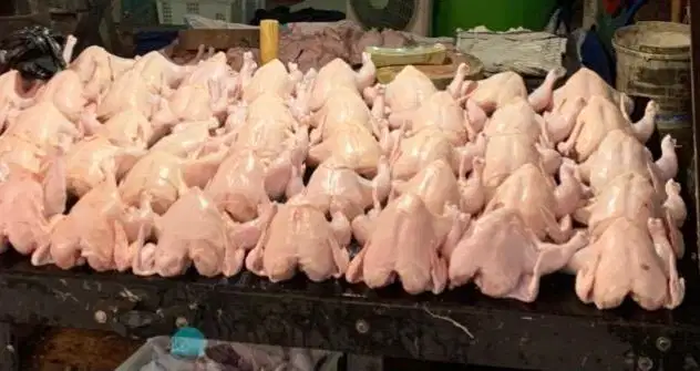 Ayam potong segar