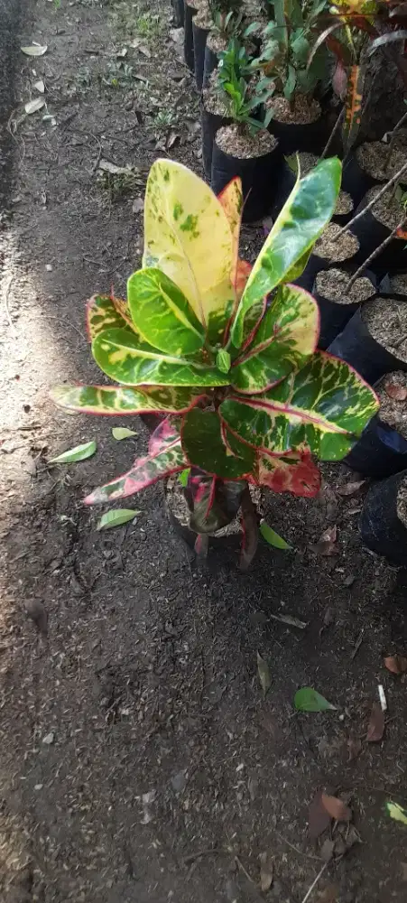 Jual pohon puring kura