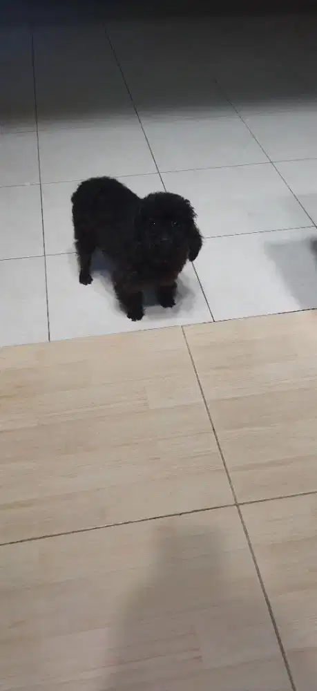 Mini poodle jantan non stamboom