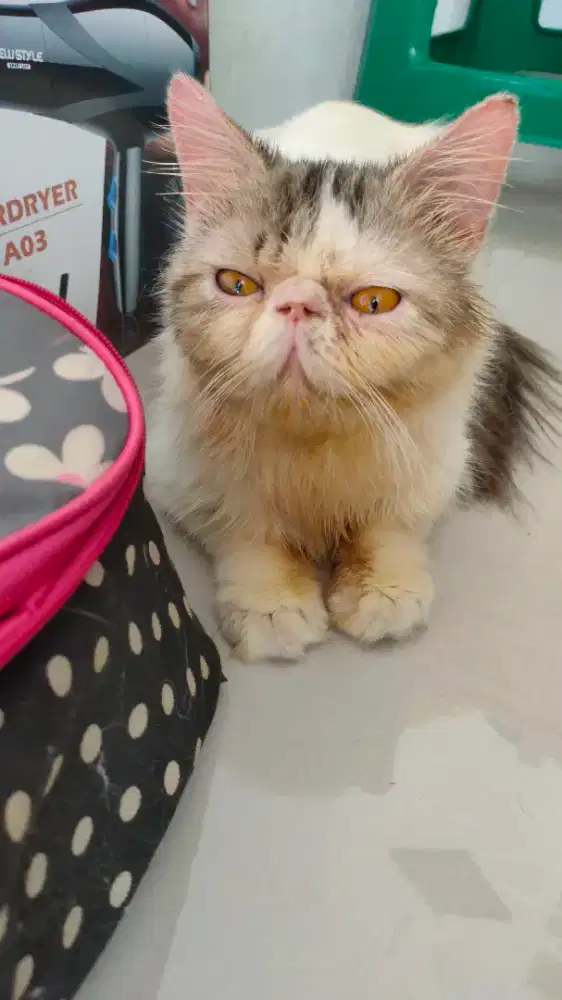 Jasa pacak kucing peaknose