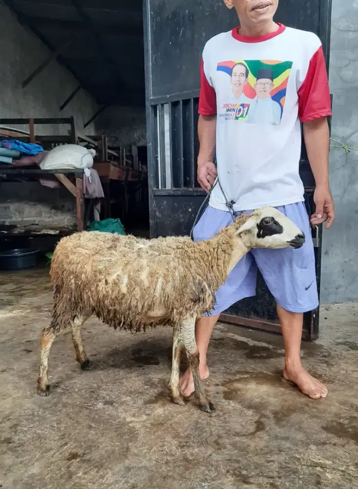 Kambing Premium / Kambing PE /