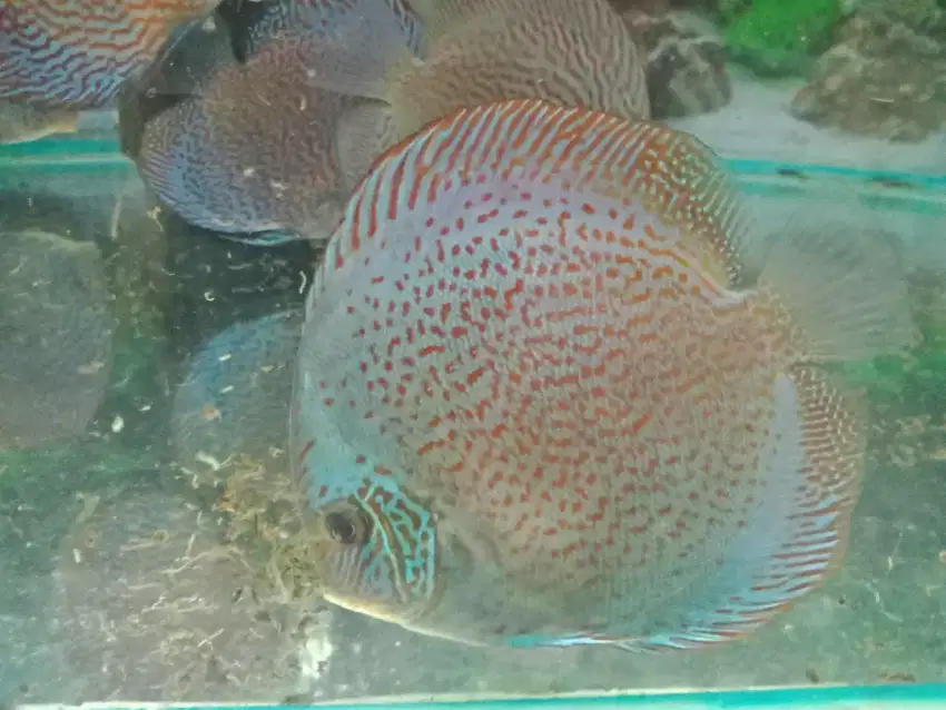 Discus fish ikan discus