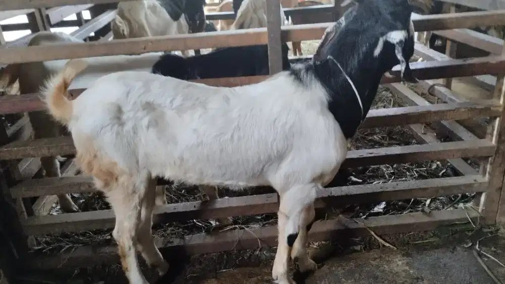 Menjual kambing/Domba  gratis ongkir