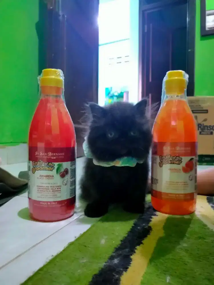Jasa Grooming kucing panggilan Jogja