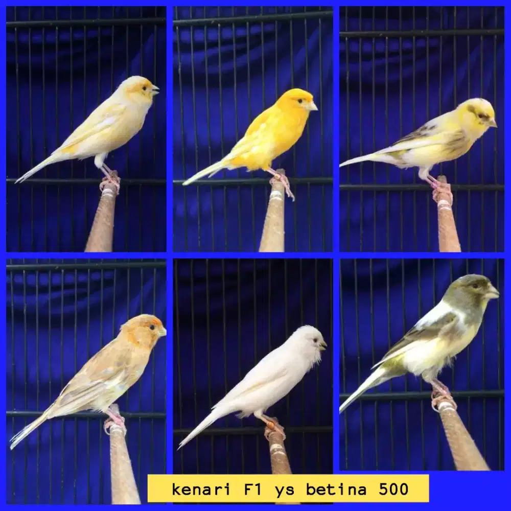 Burung kenari F1 ys betina siap ternak - Hewan Peliharaan - 845538714