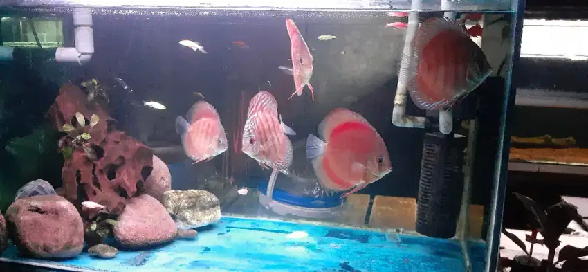 Ikan discus (borong)