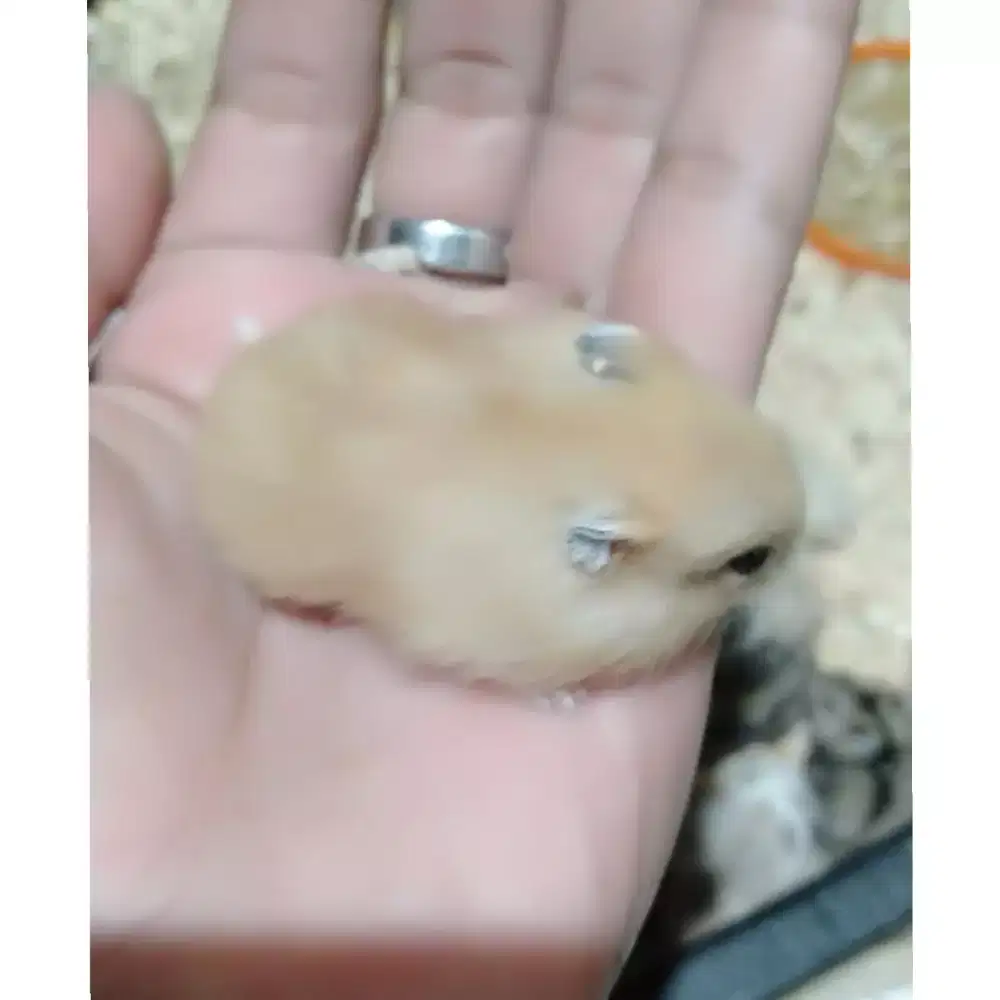 Hamster Winter White