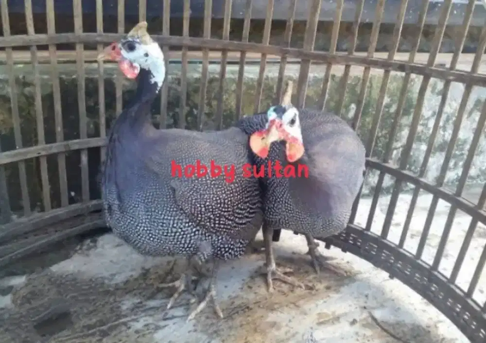 Ayam mutiara Sepasang dewasa siap ternak
