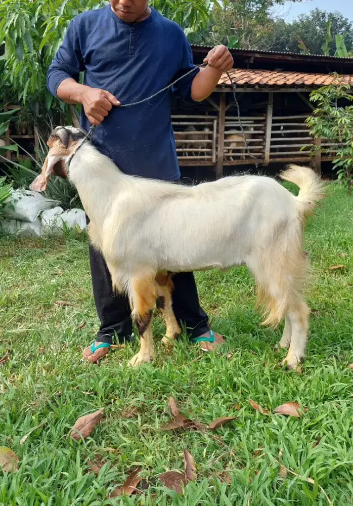 Kambing Premium Murah / Kambing Super