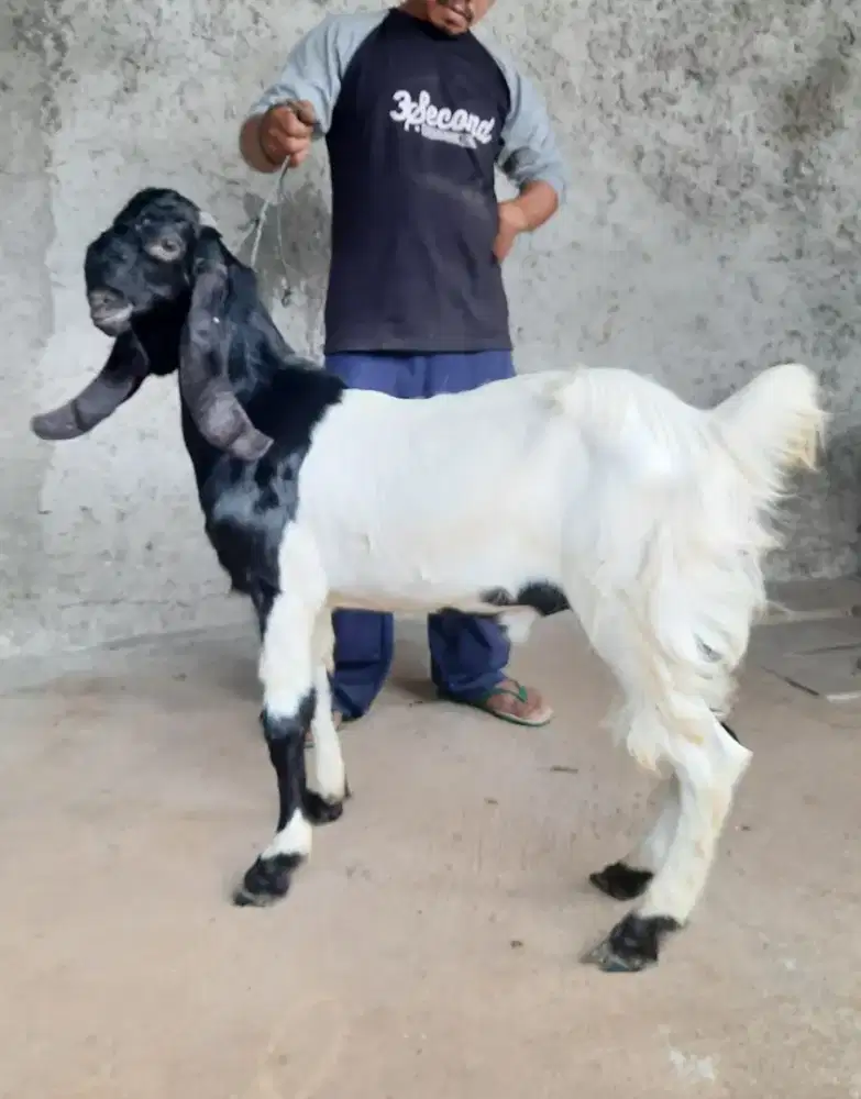 Kambing PE Super, Kambing Etawa, Kambing Besar