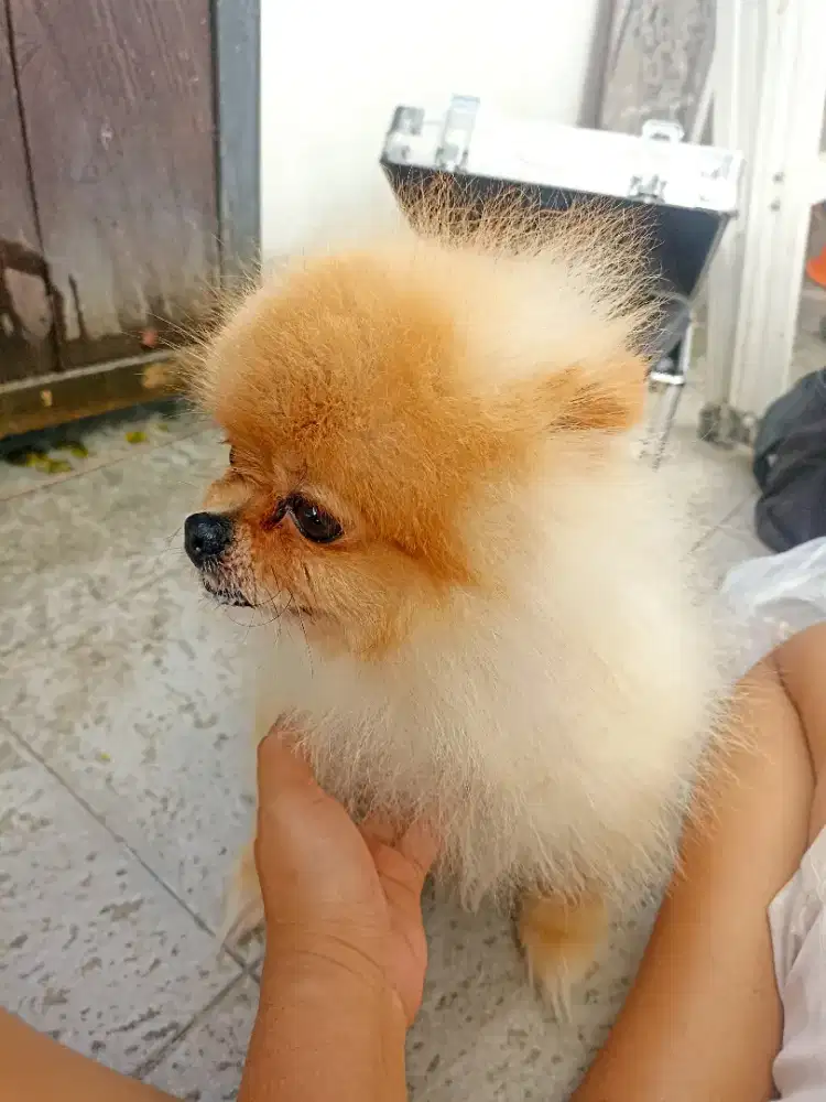 Grooming anjing kesayangan
