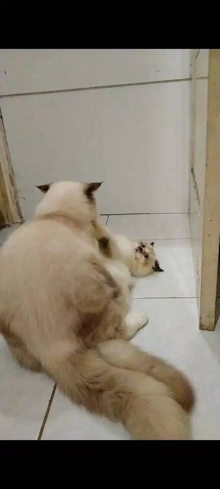 PACAK KUCING HIMALAYA RAGDOLL