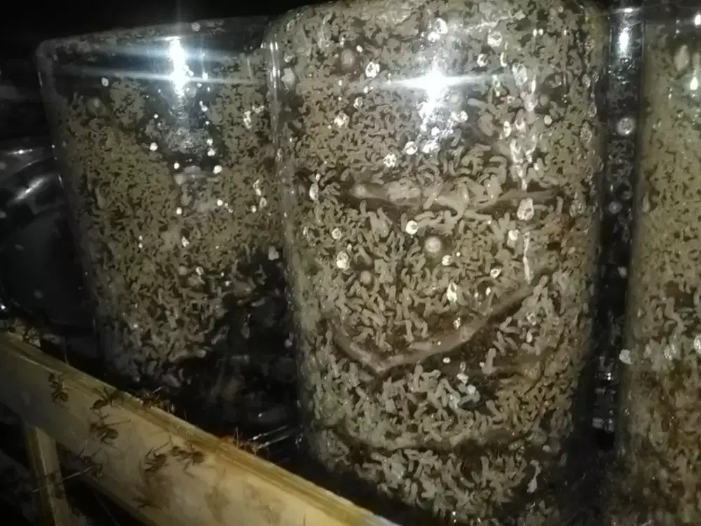 Budidaya kroto di rumah