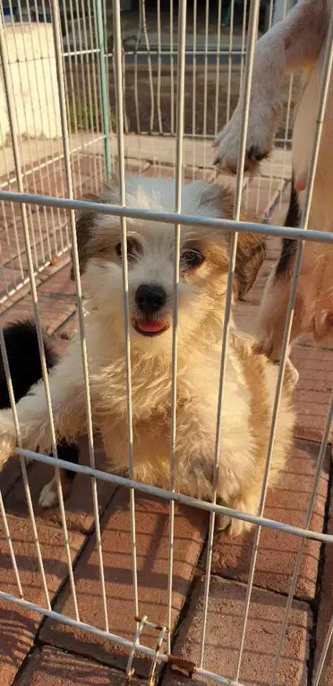 Beli 2 gratis 1 Mini maltese,chuhua n shitsu