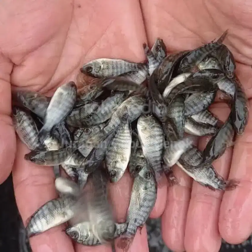 Bibit ikan nila hitam monosex 1.5 inci