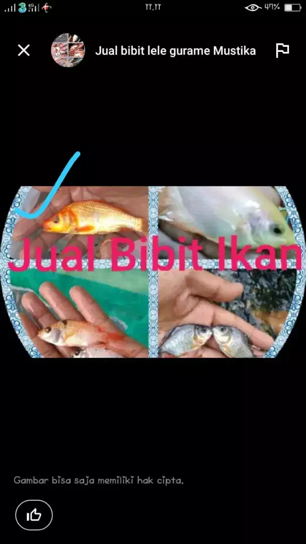 Bibit ikan lele,ikan mas,Gurame,Nila merah,Patin,bawal,ikan gabus