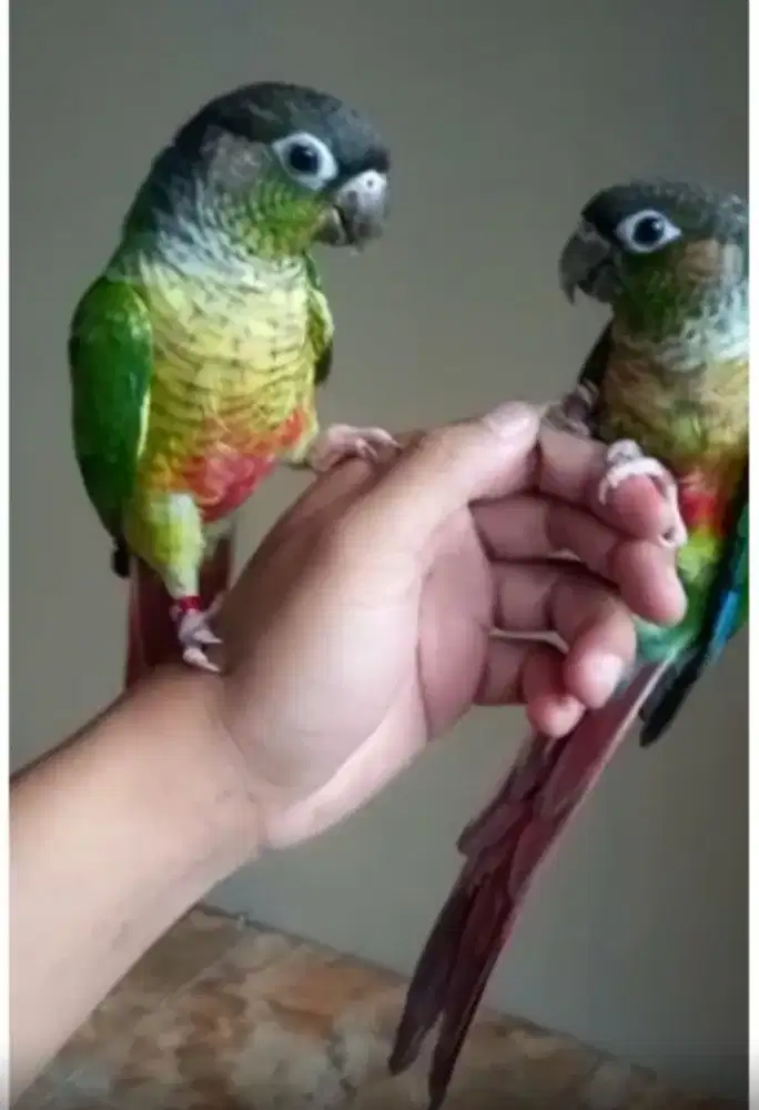 Burung yellow side connur