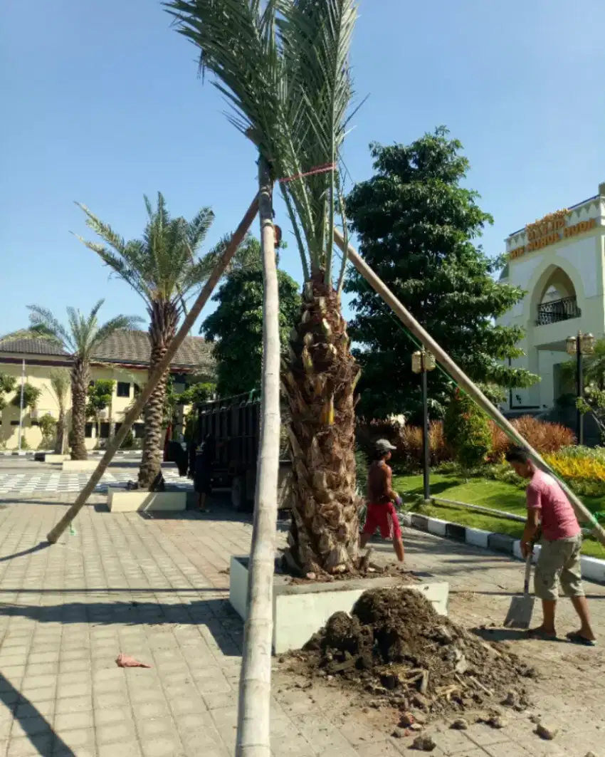 Petani pohon kurma ,pohon kelapa sawat .