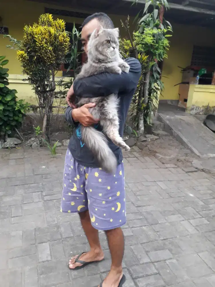 Pacak Kucing Persia Medium Big Bone