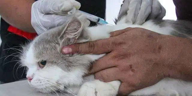 Pengobatan Hewan Kucing Dan Vaksin Ungasan Vetcare