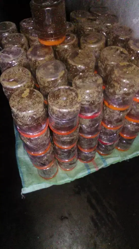 semut rangrang penghasil kroto