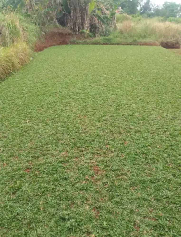 Jual rumput gajah mini