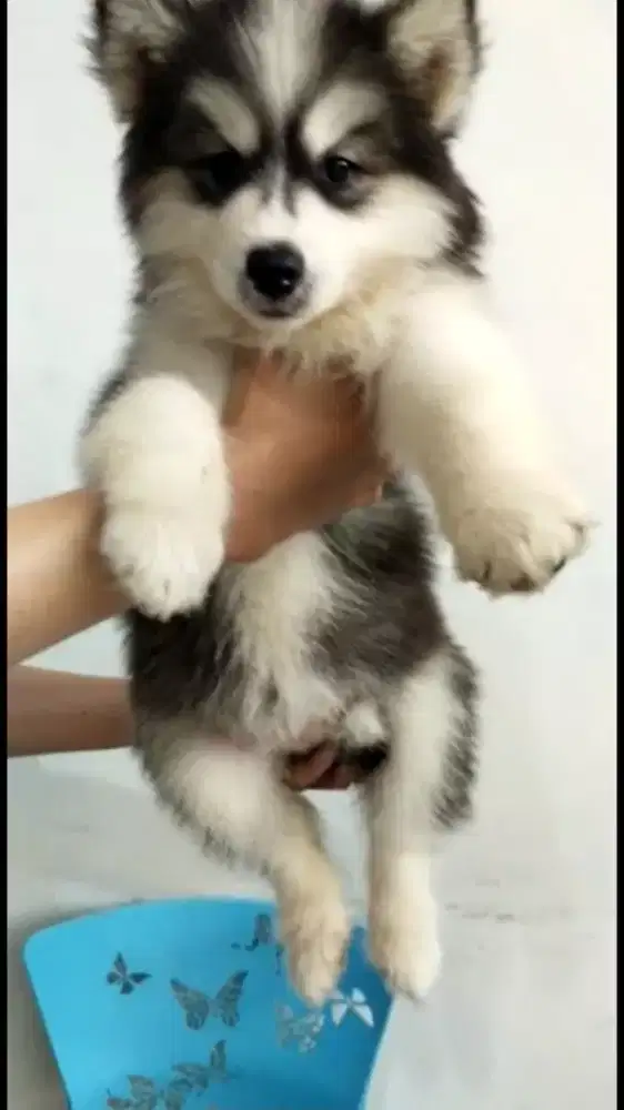 Siberian Husky Jantan dan Betina blue eyes Murah