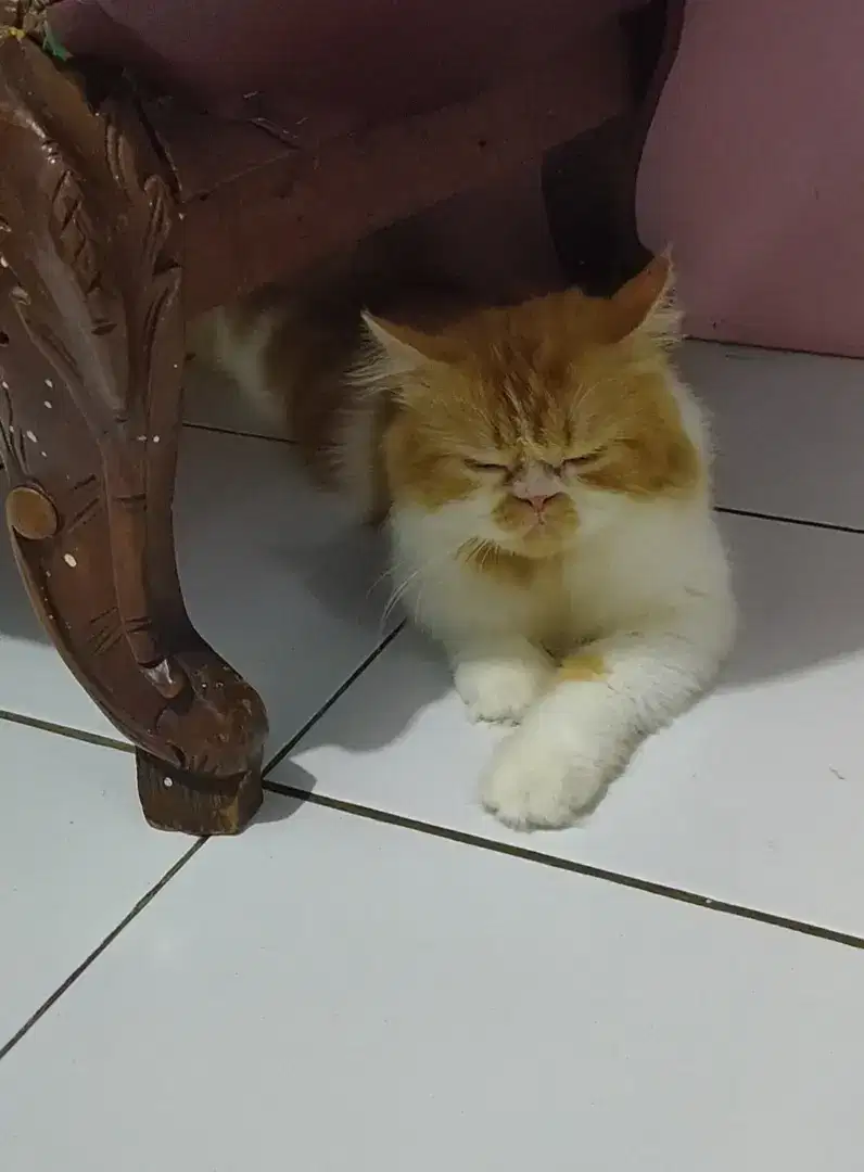 Kucing flaknose longhair jasa pacak