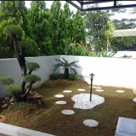 Taman rumput gajah mini