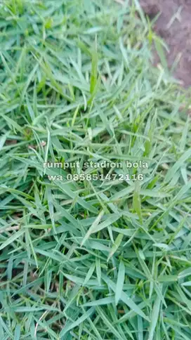 Harga Supplier Rumput Stadion Lapangan Zoysia Matrella Kuningan