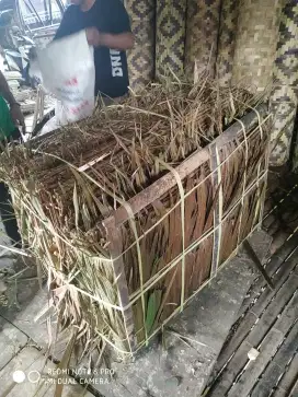 Daun rumbia untuk atap
