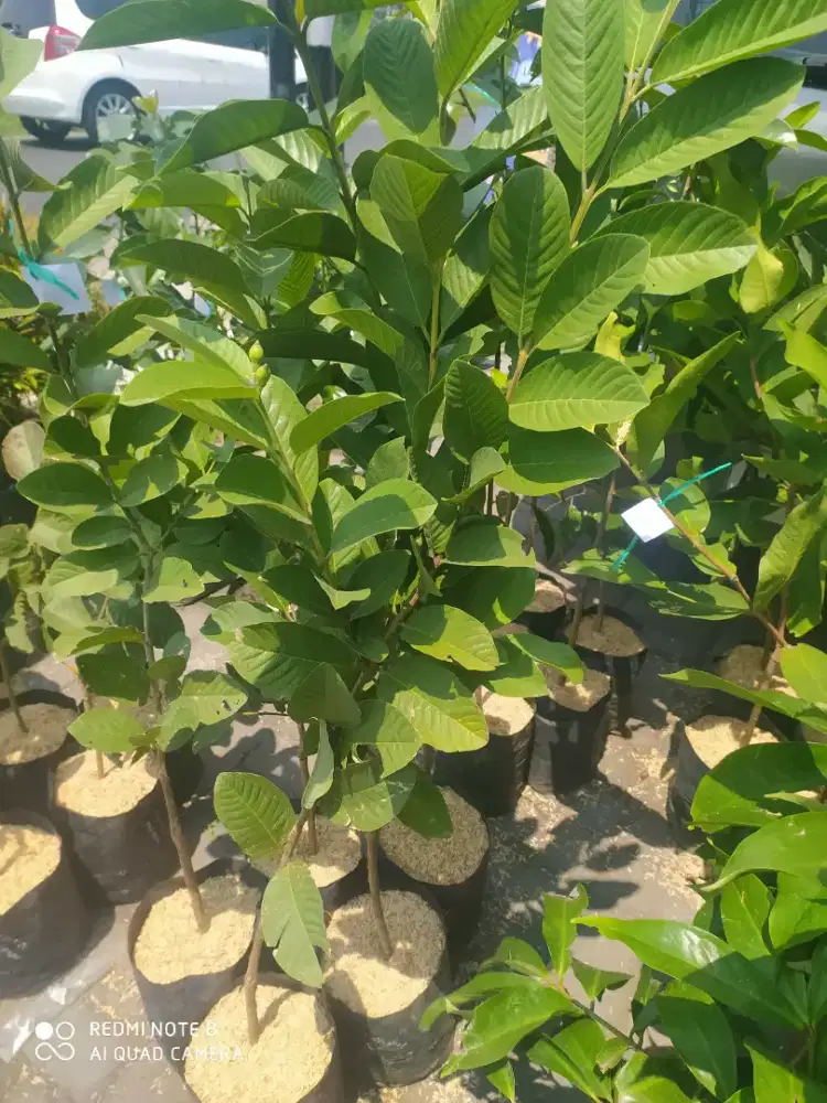 Bibit jambu krital hijau