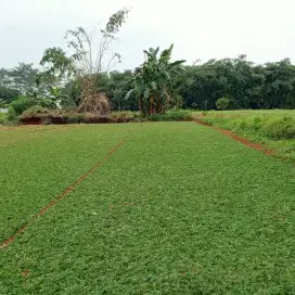 Tukang rumput Cikarang/tukang taman Cikarang