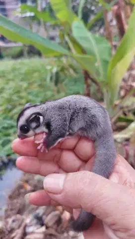 Sugar glider clasic grey  jantan betina